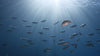 School of fish swimming underwater